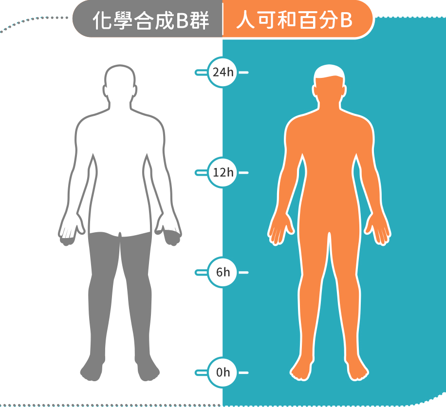 化學合成B群缺乏輔酶、生物利用率低，即使吃了高劑量，早上吃、還不到晚餐就沒有效果了！但百分B可維持體內B群濃度長達24小時，今天吃的B群，明天依然能發揮作用！