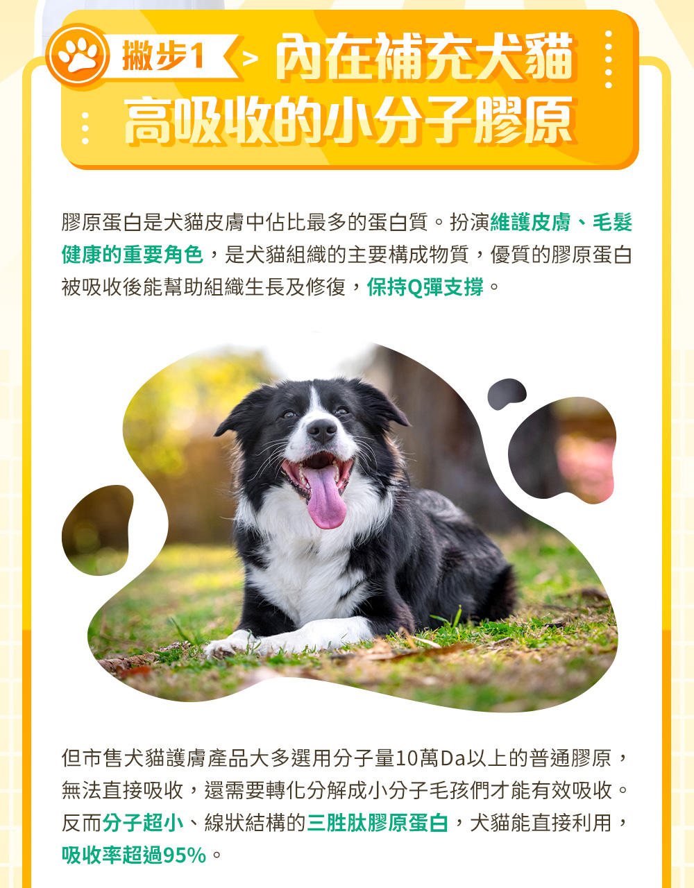 撇步1：內在補充犬貓高吸收的小分子膠原