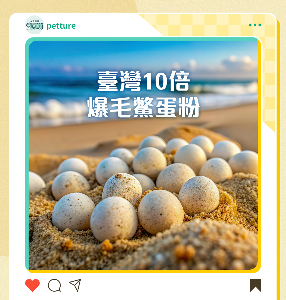臺灣10倍爆毛鱉蛋粉