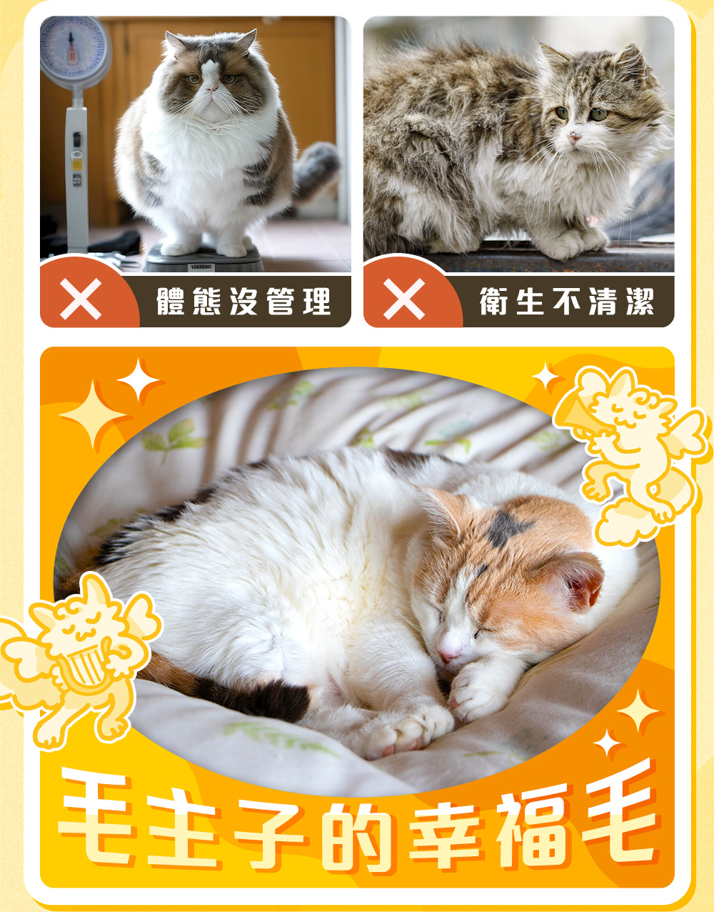 毛主子的幸福毛