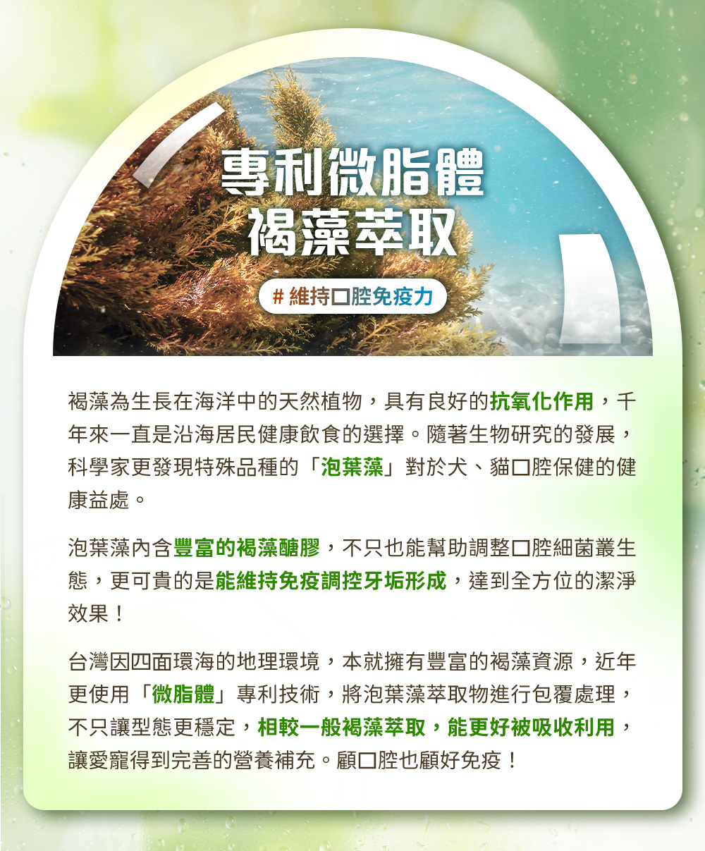 專利微脂體褐藻萃取#維持口腔免疫力。褐藻具有良好的抗氧化作用,特殊品種的「泡葉藻」內含豐富的褐藻醣膠,能維持免疫調控牙垢形成。更使用「微脂體」專利技術,將泡葉藻萃取物進行包覆處理,不只讓形態更穩定,相較一般褐藻萃取,能更好地被吸收利用。