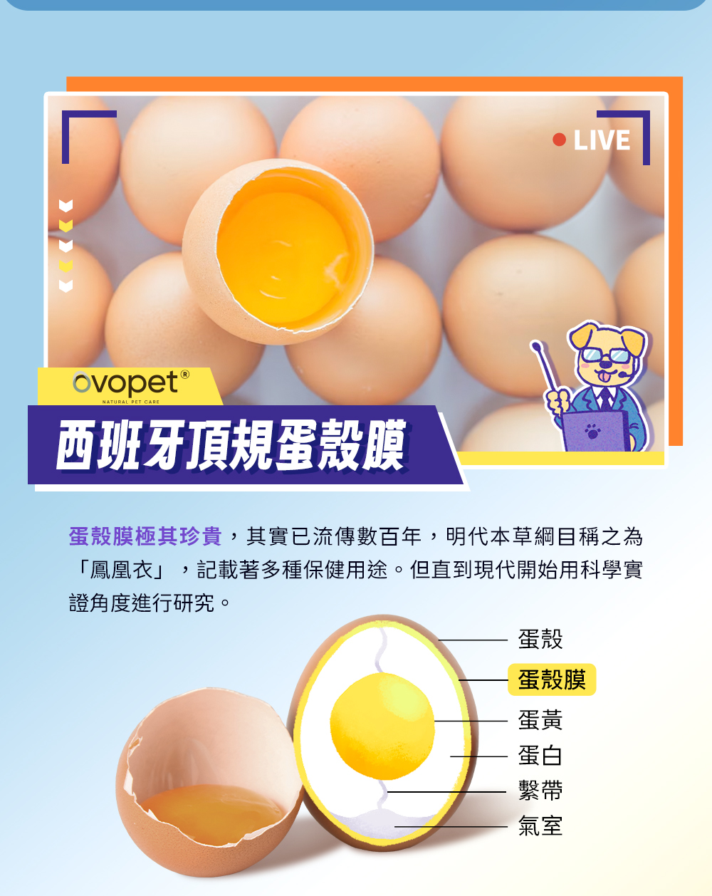 西班牙頂規蛋殼膜——蛋殼膜極其珍貴，明代本草綱目稱之為『鳳凰衣』，記載著多種保健用途。