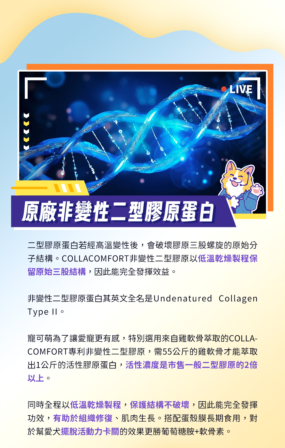 原廠非變性二元膠原蛋白——COLLACOMFORT非變性二型膠原以低溫乾燥製程保留原始三股結構，活性濃度是市售一般二型膠原的2倍以上，保護結構不破壞，有助於組織修復，對於幫愛犬擺脫活動力卡關效果顯著。