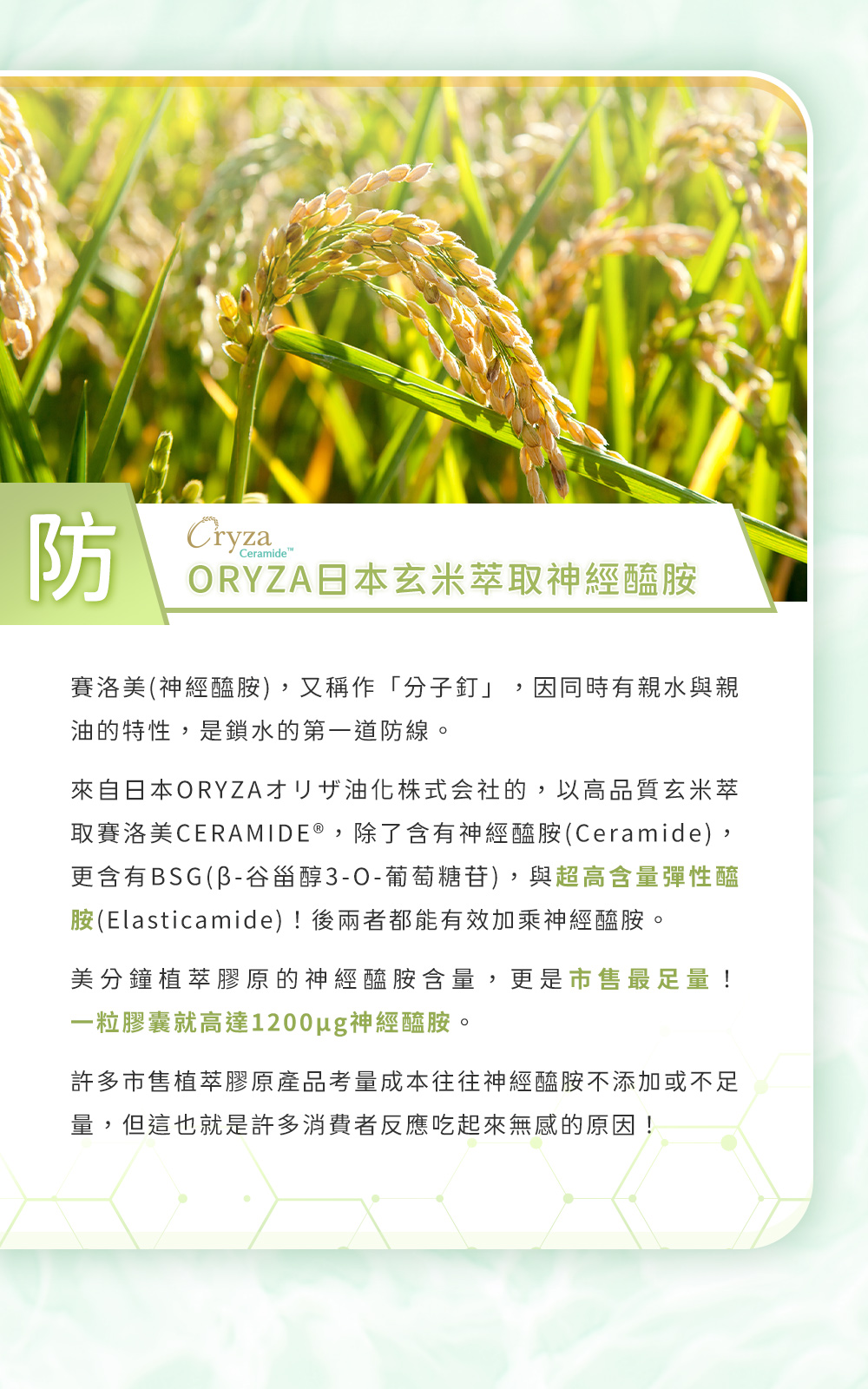 ORYZA 日本玄米萃取神經醯胺，美分鐘植萃膠原的神經醯胺含量，更是市售最足量！一粒膠囊就高達1200ug神經醯胺。
