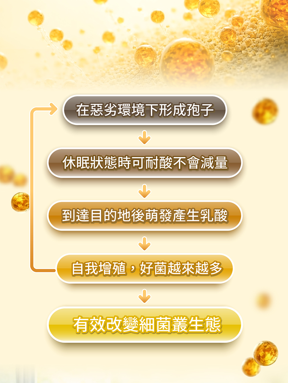 在惡劣環境下形成孢子，休眠狀態時可耐酸不會減量，到達目的地後萌發產生乳酸，自我繁殖，好菌越來越多，有效改善細菌叢生態