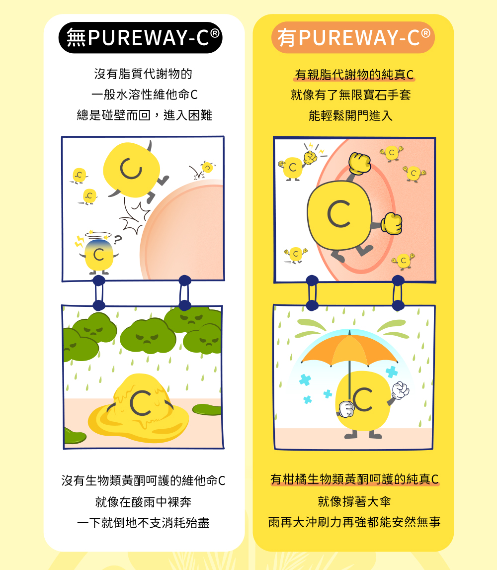 沒有PUREWAY-C®就會像沒有脂質代謝物的一般水溶性維他命C，總是碰壁進入困難，沒有生物類黃酮的呵護，就像在酸語中裸奔消耗殆盡，有PUREWAY-C®就會像有脂質代謝物的純真C，能輕鬆進出，有柑橘生物類黃酮呵護的純真C，就像撐著大傘安然無恙。