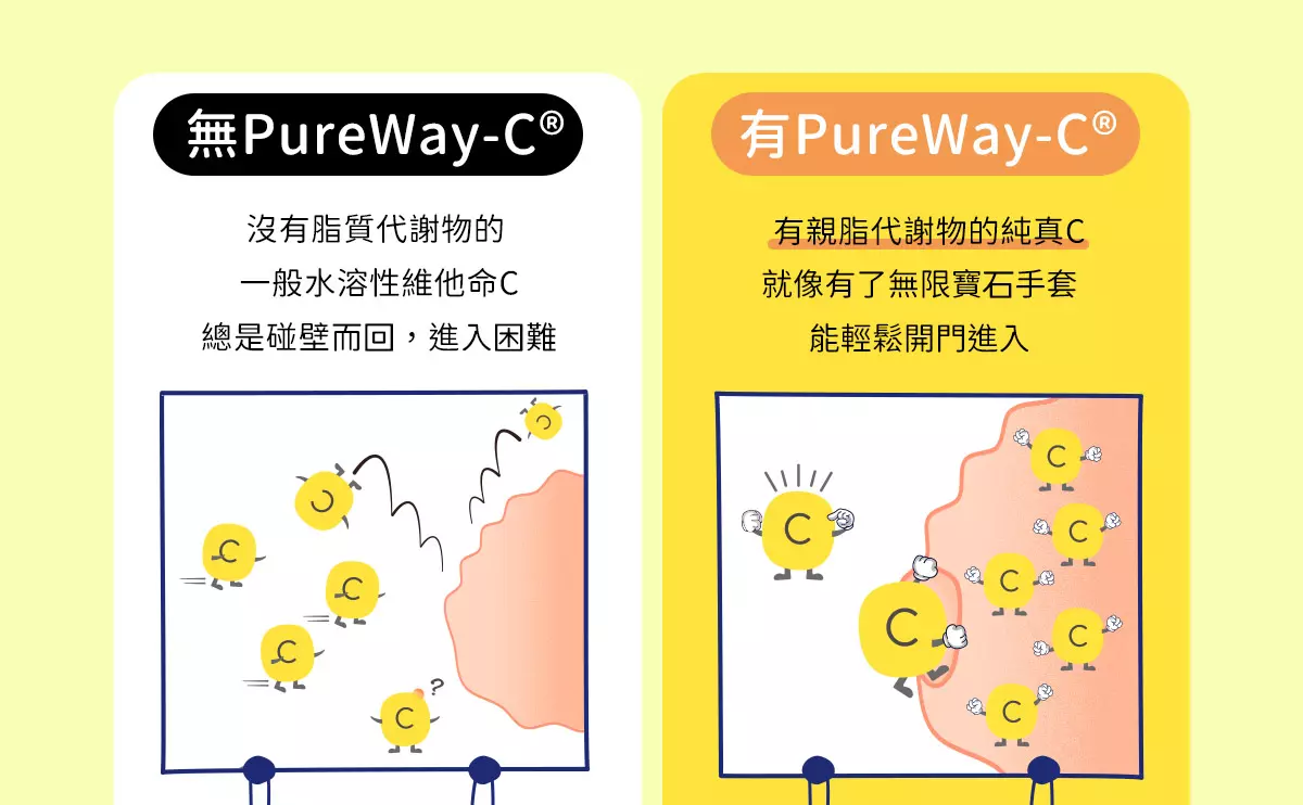 沒有脂質代謝物的一般水溶性維他命C，總是碰壁而回難以進入，有了親脂代謝物的純真C就像有了無限寶石手套，能輕鬆開門進入。