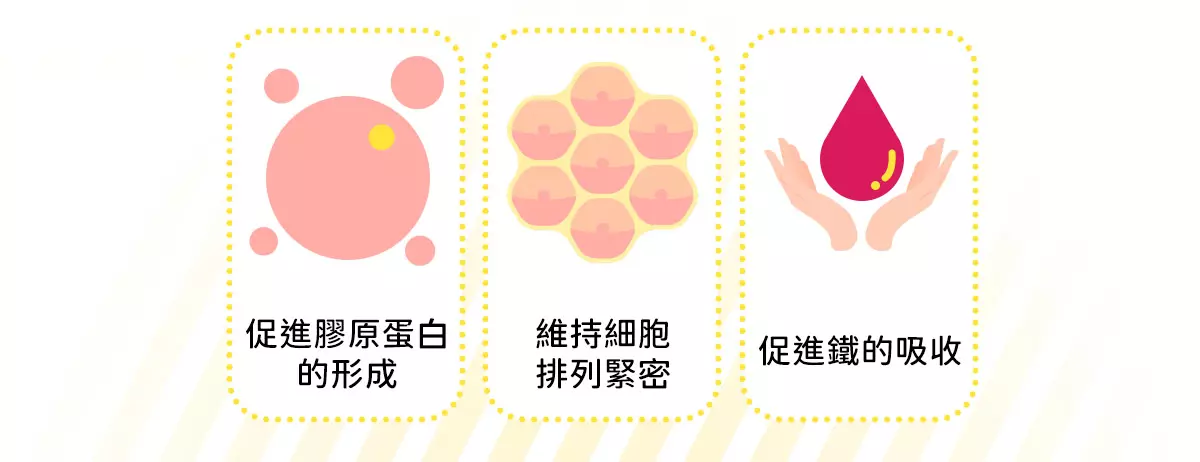 維他命C具有促進膠原蛋白的形成、維持細胞排列緊密、促進鐵的吸收等好處。