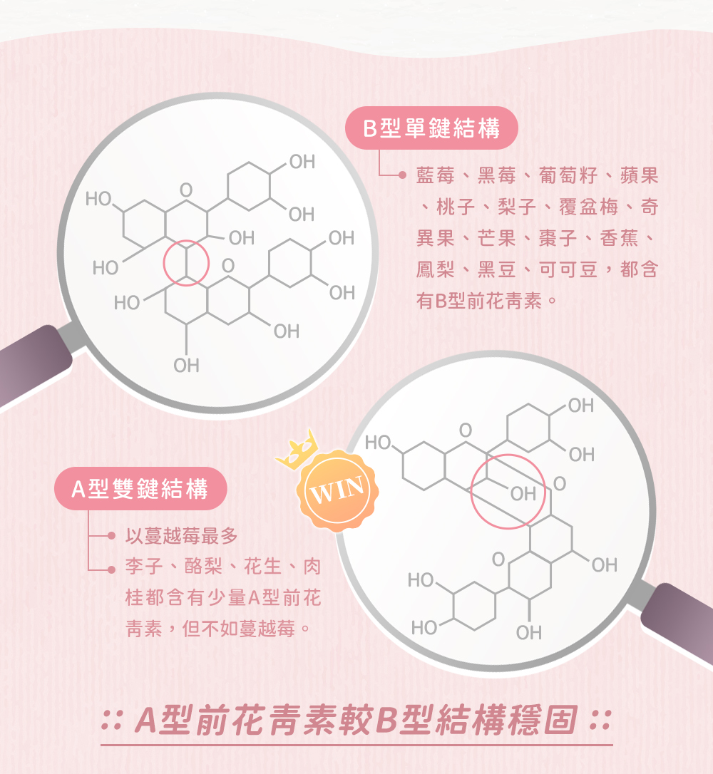 一般植物中常見的是單鍵聚合的B型前花青素,其對於私密的幫助遠不及A型前花青素!而A型前花青素為兒茶素系列組成的雙鍵分子結構,遠較B型穩定,可形成良好的保護屏障,且僅有蔓越莓是由A型前花青素為主體構成,含量也最高!