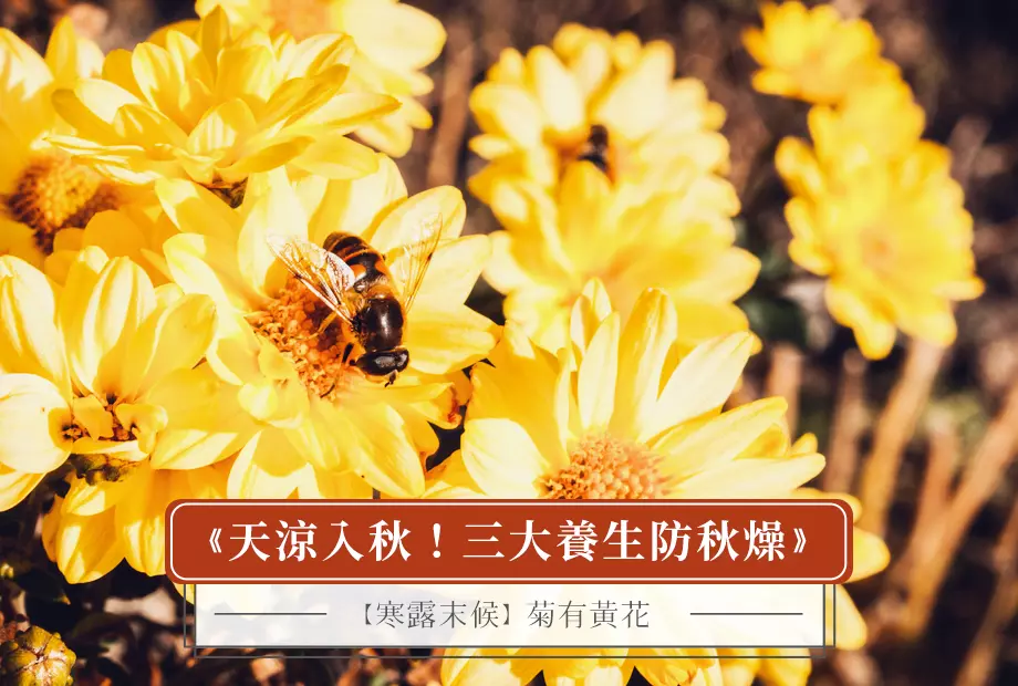 【寒露末候】菊有黃花
