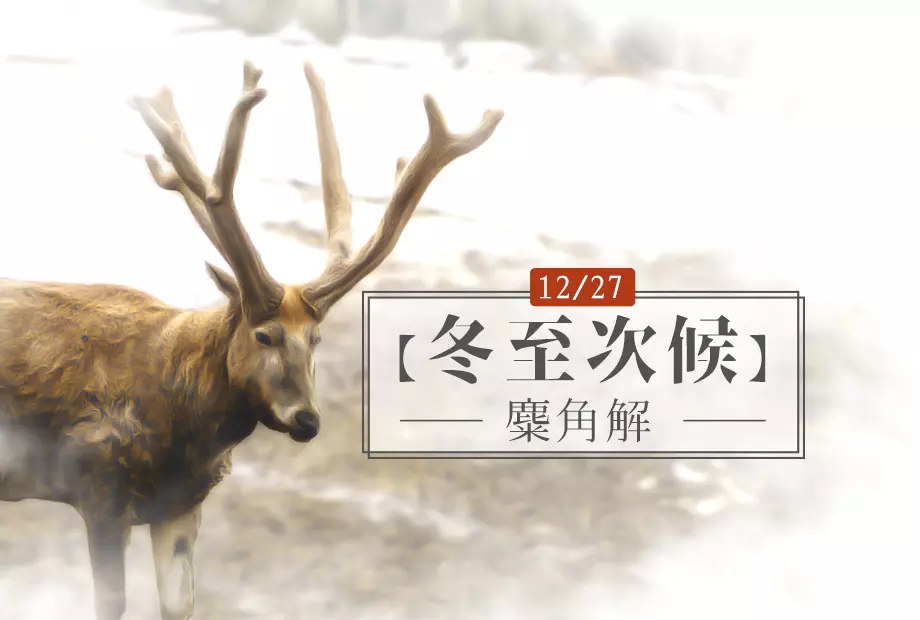 12/27【冬至】次候《麋角解》