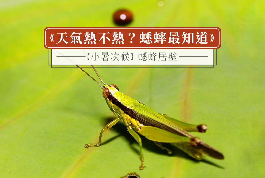 【小暑次候】蟋蜂居壁