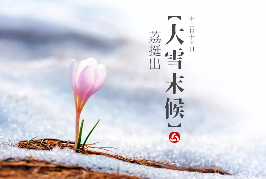 12/17 【大雪】末候《荔挺出》