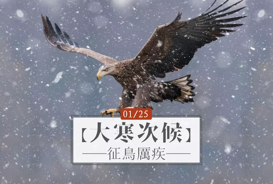 1/25【大寒】次候《征鳥厲疾》